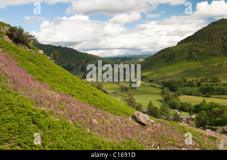 Blick Ost Millbeck unten durch Great Langdale aus dem Pfad scheut Tarn im Vorfeld. Cumbria, Juni. Der Lake District. Stockfoto