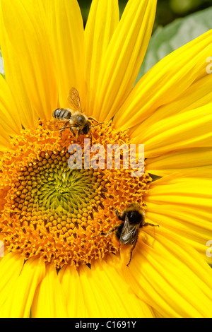 Sonnenblume Closeup mit Hummel und Honigbiene sammelt Nektar Stockfoto