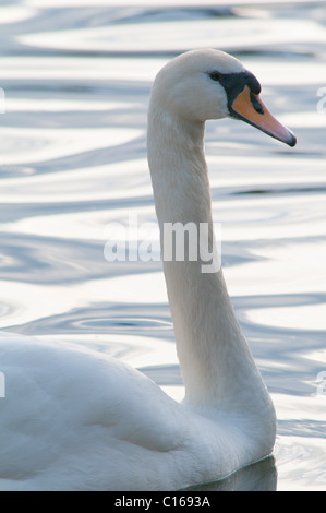 Höckerschwan (Cygnus Olor). Lake Windermere, Cumbria, UK. Juni. Stockfoto