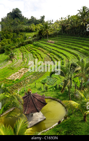 Reis-Terrassen und Garten in der Nähe von Rendang, Bali, Indonesien, Süd-Ost-Asien Stockfoto