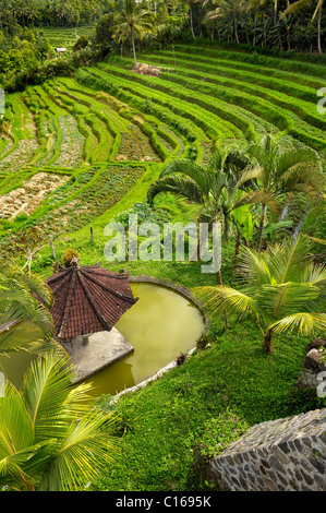 Reis-Terrassen und Garten in der Nähe von Rendang, Bali, Indonesien, Süd-Ost-Asien Stockfoto