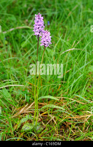 Heide Spotted-Orchidee (Dactylorhiza Maculata) Stockfoto