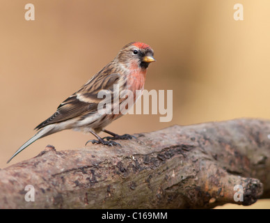 Männliche weniger Redpoll (Zuchtjahr Cabaret) thront Stockfoto