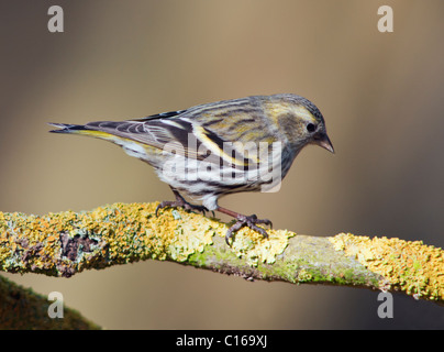 Weibliche Zeisig (Zuchtjahr Spinus) thront auf Zweig Stockfoto