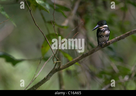 Amazon Kingfisher (Chloroceryle Amazona) auf der Suche nach einem Fisch, Costa Rica, die Halbinsel Osa Stockfoto