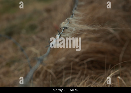 Stacheldraht mit Wolle der Ziegen Stockfoto