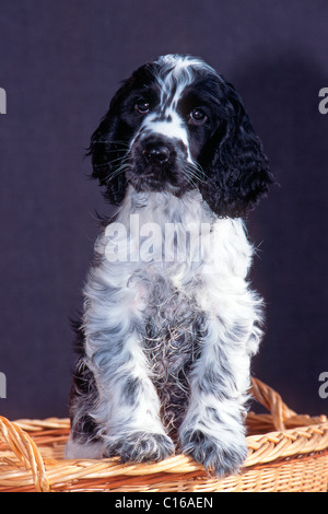 Cocker Spaniel Welpen, Schwaz, Tirol, Austria, Europe Stockfoto