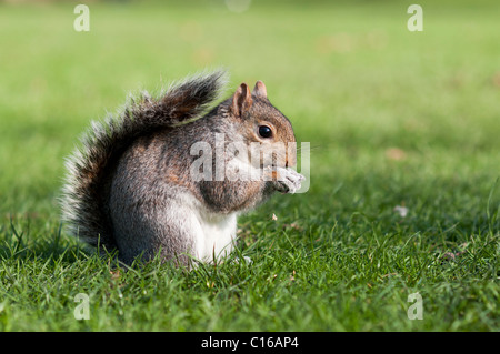 Graue Eichhörnchen frisst schließen, London, England Stockfoto