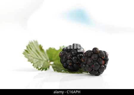 Brombeeren (Rubus Sectio Rubus) mit einem Blatt Stockfoto