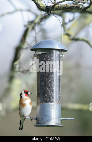 Stieglitz Zuchtjahr Zuchtjahr Single adult ruht auf Niger Samen Feeder UK Stockfoto