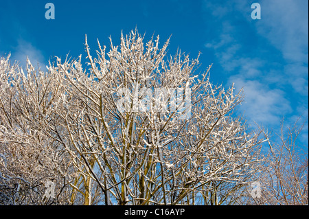 Schneebedeckte Bäume gegen ein strahlend blauer Himmel. Stockfoto