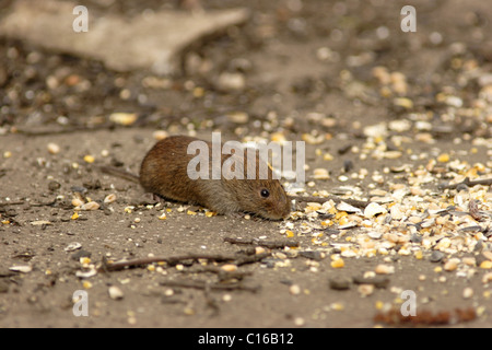 Rötelmaus (Clethrionomys Glareolus) ernähren sich von links über Getreide, Frühling, Yorkshire, UK Stockfoto