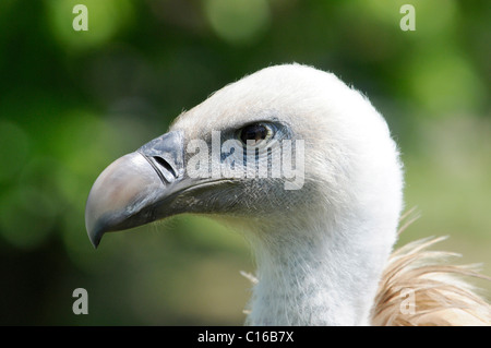 Gänsegeier oder eurasische Gänsegeier (abgeschottet Fulvus), Zoo, Saarland, Deutschland, Europa Stockfoto