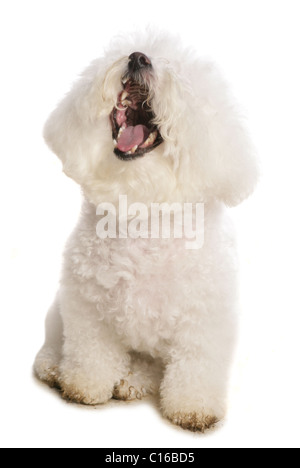 Bichon Frise alleinstehende Erwachsene sitzen im Studio UK Stockfoto