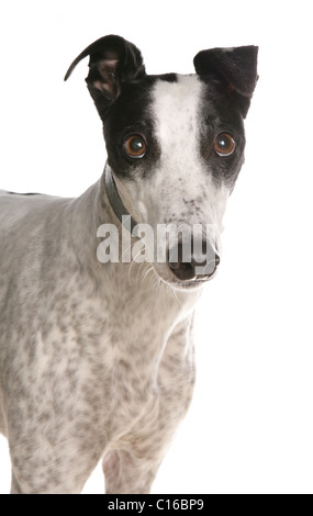 Greyhound einzigen Erwachsenen Porträt in einem Studio UK Stockfoto