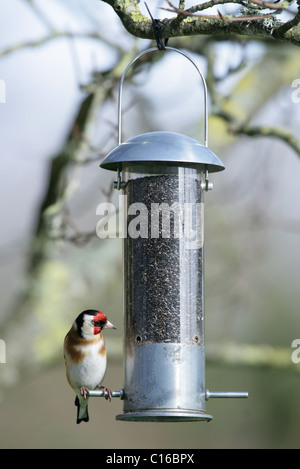 Stieglitz Zuchtjahr Zuchtjahr Single adult ruht auf Niger Samen Feeder UK Stockfoto