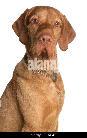 Ungarischen Drahthaar Vizsla einzigen Erwachsenen Porträt in einem Studio UK Stockfoto