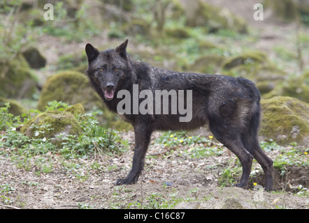 Stora Sjoefallet Nationalpark, Schweden Stockfoto