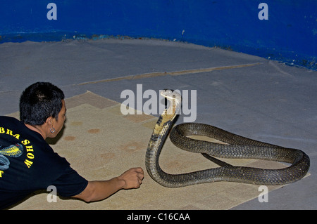 Königskobra (Ophiophagus Hannah), während einer Show, Phuket, Thailand, Asien Stockfoto
