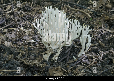 Weiße Koralle (Clavulinopsis Kunzei) Stockfoto