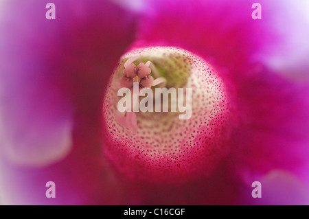Gloxinia (Sinningia Speciosa) Stockfoto
