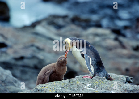 Gelbäugige oder HoiHo Pinguin (Megadyptes Antipodes), Fütterung ein Jungvogel, Südinsel, Neuseeland Stockfoto