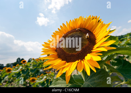Sonnenblumen und Hummeln. Stockfoto
