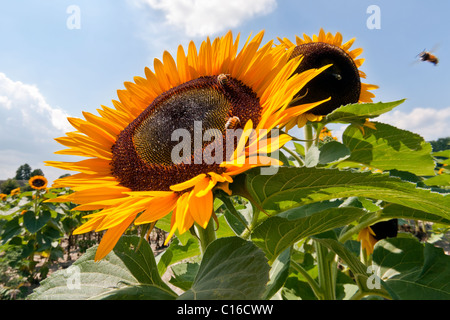 Sonnenblumen und Hummeln. Stockfoto