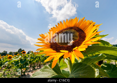Sonnenblumen und Hummeln. Stockfoto