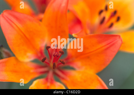 Feuer-Lilie (Lilium Bulbiferum), Nord-Tirol, Österreich, Europa Stockfoto