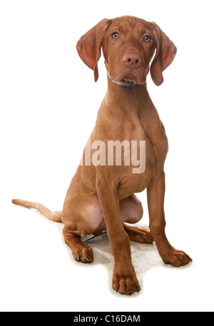 Magyar Vizsla einzelne Welpen sitzen in einem Studio UK Stockfoto