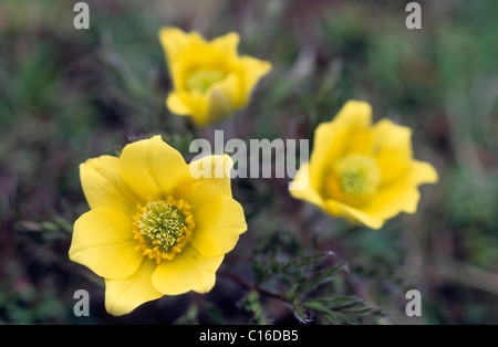 Gelbe europäischen Kuhschelle (Pulsatilla Apiifolia) am Puflatsch, Seiser Alm, Dolomiten, Italien, Europa Stockfoto