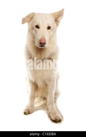 Weiße Schäferhund einzigen Erwachsenen Porträt in einem Studio UK Stockfoto