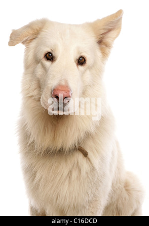 Weiße Schäferhund einzigen Erwachsenen Porträt in einem Studio UK Stockfoto