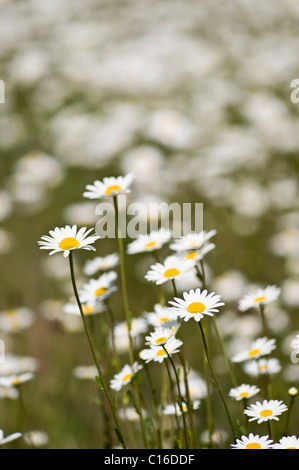 Weiße Oxeye Gänseblümchen, Margerite (Leucanthemum Vulgare) Stockfoto