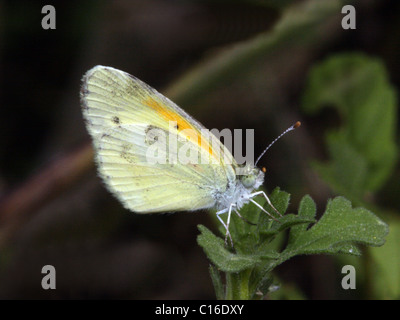 Zierliche Schwefel Schmetterling Nathalis iole Stockfoto