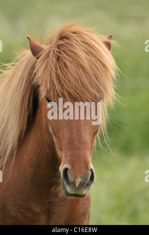 Braune Pony, Porträt Stockfoto