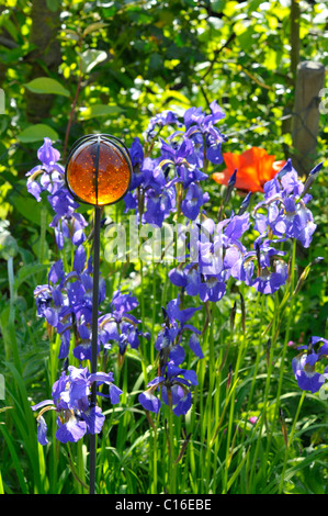 Harlekin blaue oder größeren blauen Flagge (Iris versicolor) Stockfoto