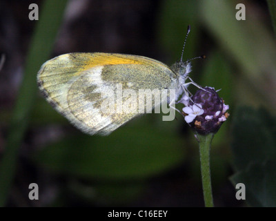 Zierliche Schwefel Schmetterling Nathalis iole Stockfoto
