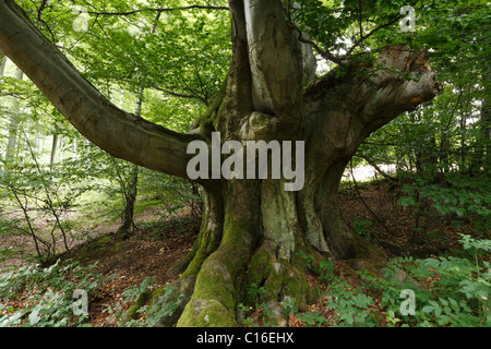 Hudebuche bin Weisrein, 350 Jahre alte europäische oder Rotbuche (Fagus Sylvatica), Loesershag Bei Oberbach, Rhön, Unterfranken Stockfoto