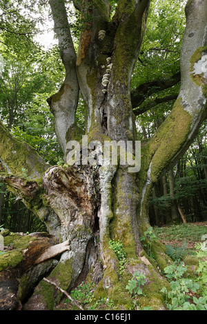 Alte europäische oder Rotbuche (Fagus Sylvatica), in der Nähe von Oberbach, Schwarze Berge, Rhön, untere Franken, Bayern, Deutschland, Europa Stockfoto