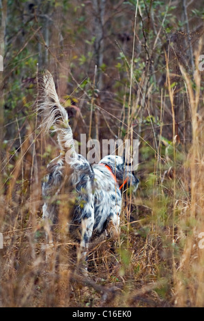 Englisch Setter auf Punkt bei der Wachtel Wachtel Jagd in Piney Woods Dougherty County, Georgia Stockfoto