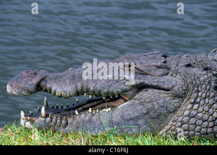 Eine seltene amerikanische Krokodil mit seinem offenen Mund sonnt sich in der Sonne auf einem grasbewachsenen Ufer der Florida Bay im Everglades National Park in Süd-Florida, USA. Stockfoto