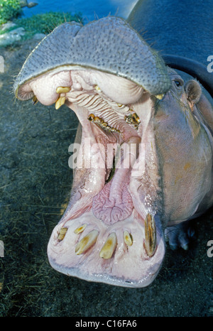 Ein Nilpferd öffnet seine großen und erstaunlichen Mund während des Wartens in Busch Gardens, einem beliebten Thema Wildpark in Tampa, Florida, USA gefüttert werden. Stockfoto