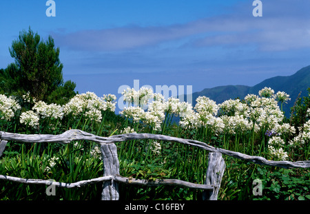 Boca da Encumeada, Madeira, Portugal, Europa Stockfoto