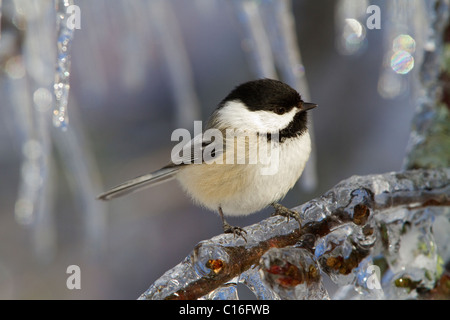 Black-capped chickadee Vogel sitzt auf einem Eis thront Zweig von einem Apfelbaum nach dem Winter Ice Storm, gefrierendem Regen bedeckt. Stockfoto