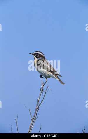 Männliche Braunkehlchen (Saxicola Rubetra) Stockfoto