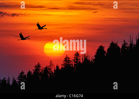 Kraniche Silhouette Fliegen gegen einen Sonnenuntergang in den Smoky Mountains Nationalpark in Tennessee Stockfoto