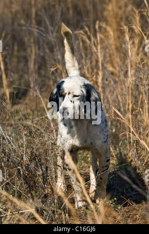 Englisch Setter gesperrt auf Punkt Wachtel Wachtel Wachtel Jagd in Piney Woods Dougherty County, Georgia Stockfoto