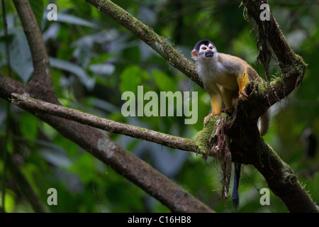Mittelamerikanische Totenkopfaffen (Saimiri Oerstedii) auf einem Ast im Primärwald, Costa Rica, Halbinsel Osa. Stockfoto